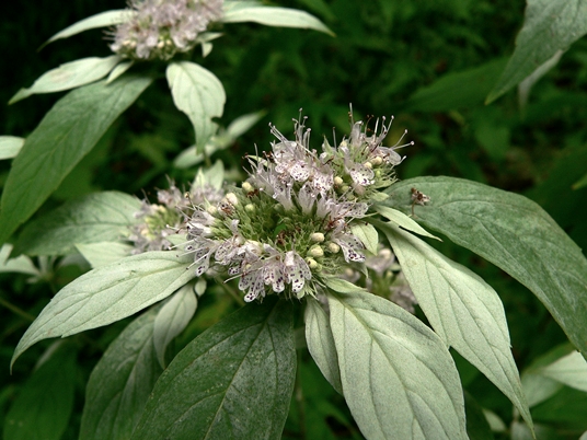 {Pycnanthemum pycnanthemoides}